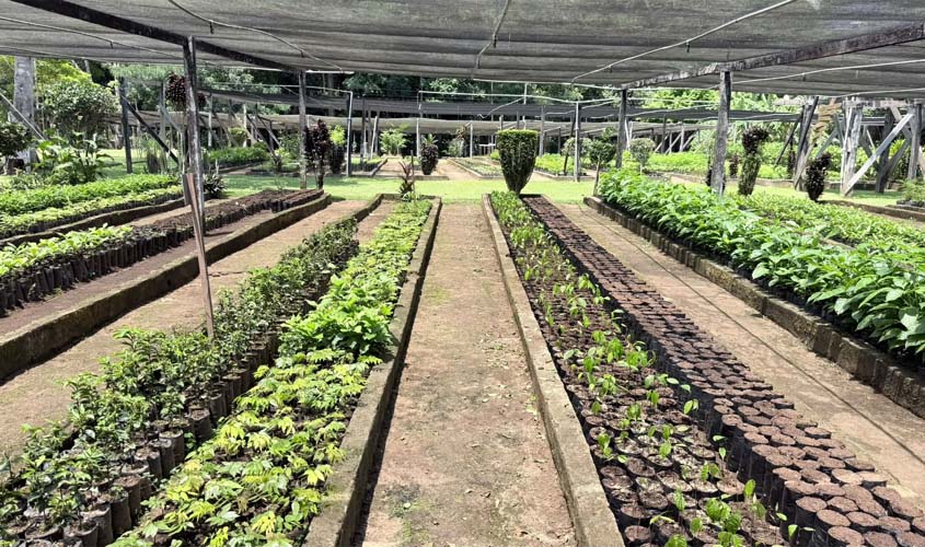 Viveiro Municipal retoma distribuição de mudas na capital