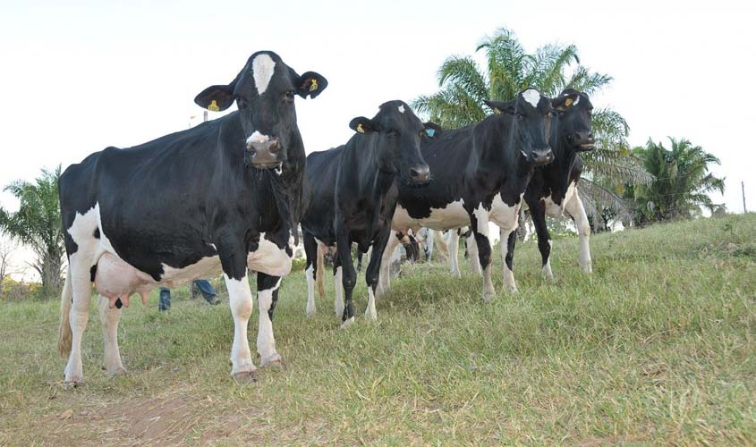 Agricultores de Pimenteira do Oeste discutem ações que minimizem os efeitos da seca sobre o rebanho leiteiro