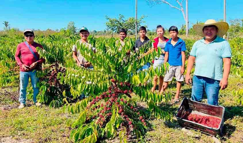 Governo de RO fomenta produção de café nas comunidades indígenas