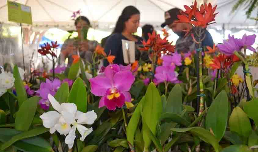 Festival de Flores de Holambra começa em Porto Velho no dia 29 de novembro