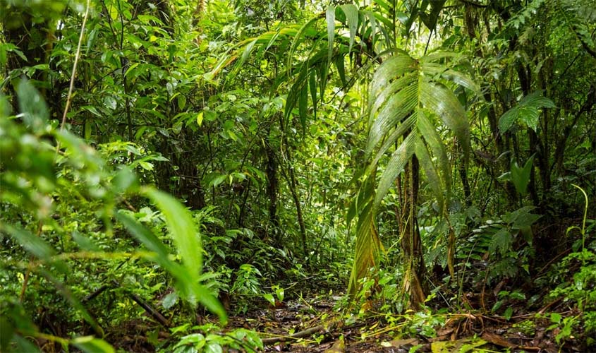 MP ingressa com ações para dissolução de associações com indícios de envolvimento em invasões ao Parque Estadual de Guajará