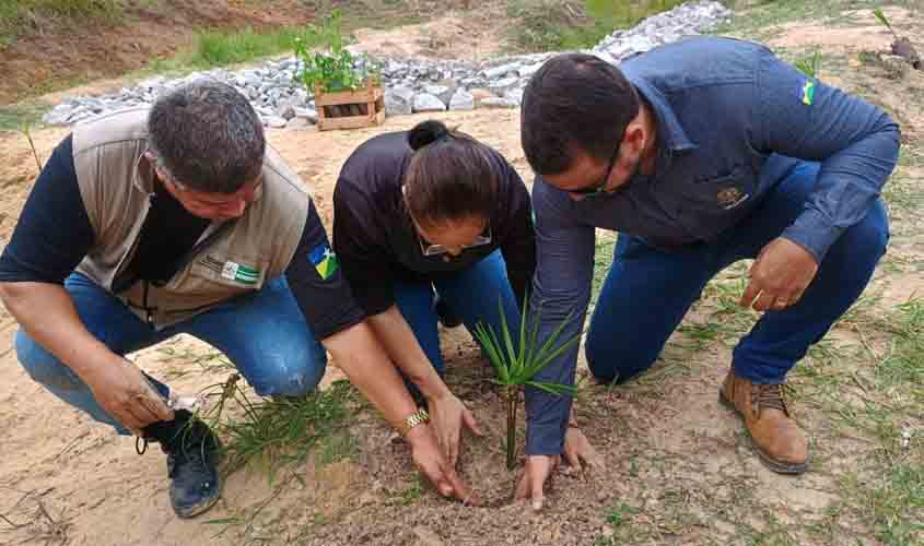 Recomposição florestal de Áreas de Preservação Permanente é realizada