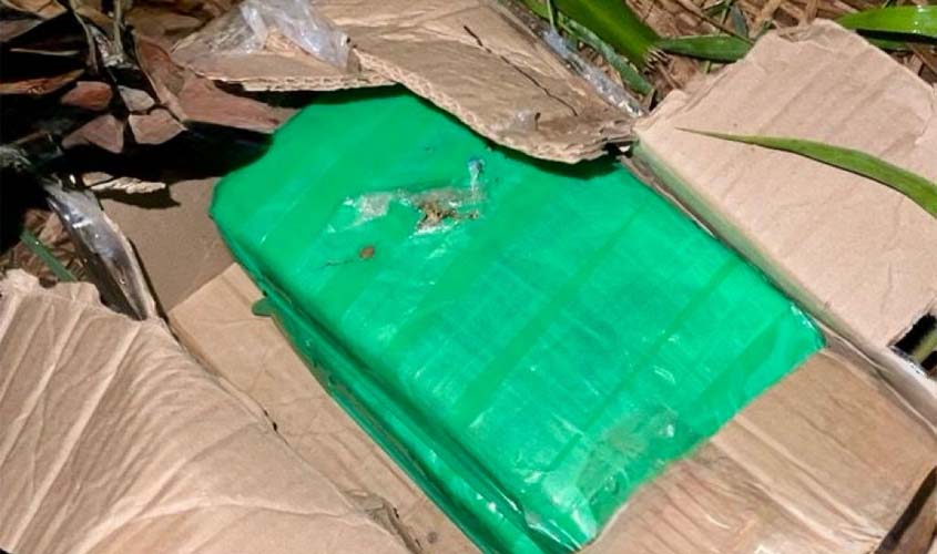 Madeira Mamoré apreende skunk em Guajará-Mirim