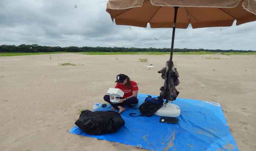 Pesquisadores testam drones para monitorar ninhos de tartarugas em praias da Amazônia