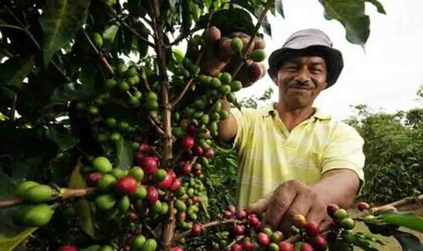 Semana inicia com queda no preço do café