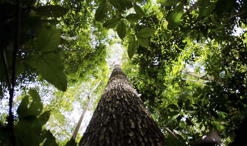 Programa vai formar empreendedores que apoiem a Floresta Amazônica