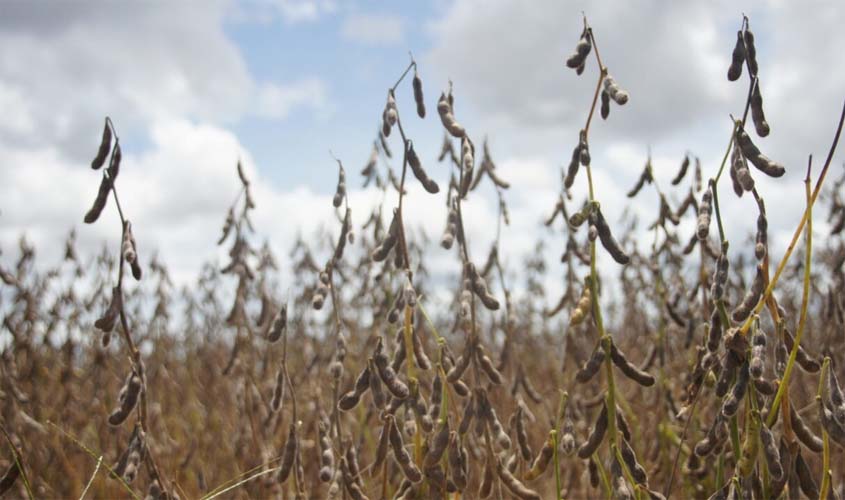 Cresce o número de propriedades cadastradas para cultivo de soja em Rondônia