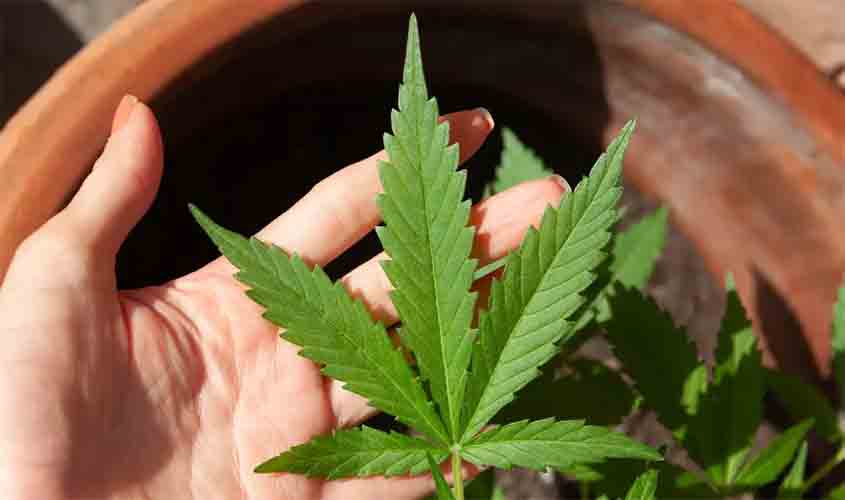 Mendes rejeita recursos sobre descriminalização do porte de maconha