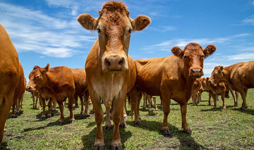 Boi gordo fica mais barato nesta terça-feira (7), após queda de 0,02% no preço