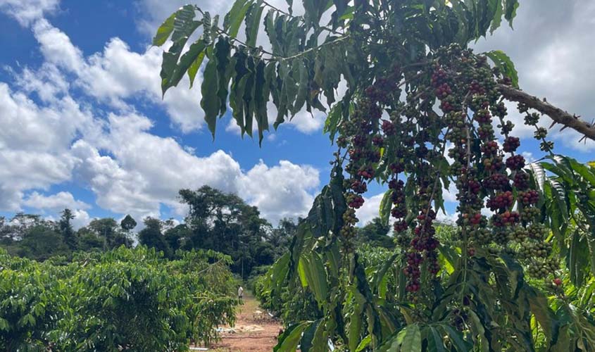 Café Paiter-Suruí: produção indígena com apoio da Funai traz benefícios sociais, ambientais e econômicos