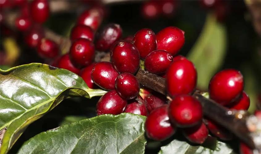 Café arábica sofre queda no preço e saca de 60 kg do produto é vendida a R$ 1.098