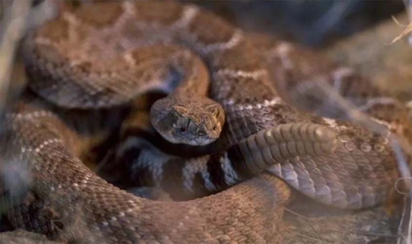 Homem quase morre por picada de cabeça de cobra cortada do corpo