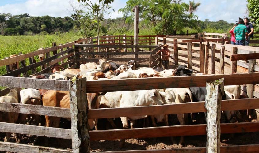 Idaron confirma vacinação de mais 14,5 milhões de cabeças de bovinos e bubalinos em Rondônia