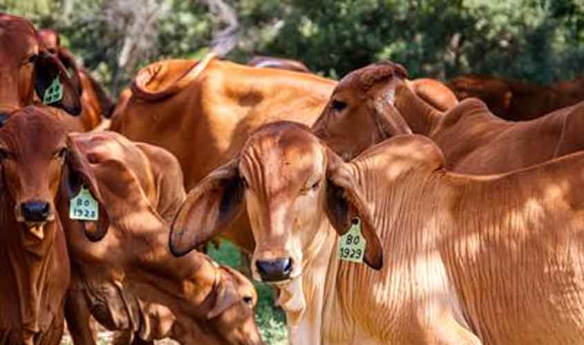 Boi gordo e carcaça suína têm estabilidade nesta segunda-feira (7)