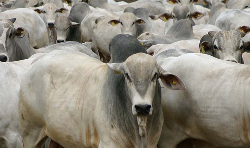 Governo de Rondônia reduz imposto da carne em 2,4%; medida incentiva exportação