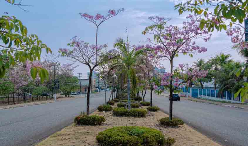 Ipês florescem e embelezam as ruas de Porto Velho