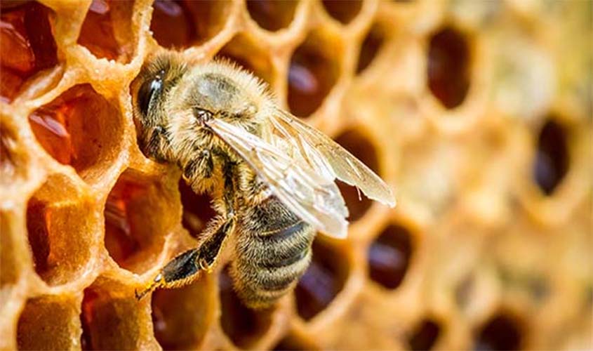 Semagric reúne apicultores para discutir projeto Mel do Porto