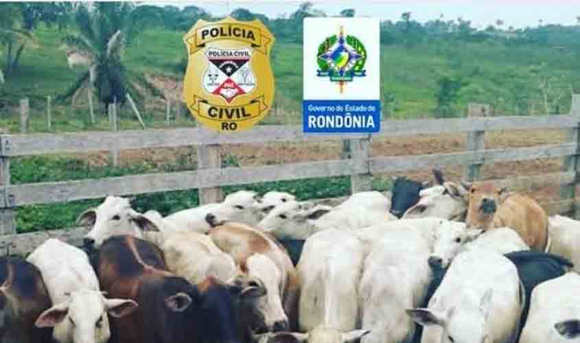 PCRO recupera gado furtado e prende suspeito no distrito de Riozinho/Cacoal-RO