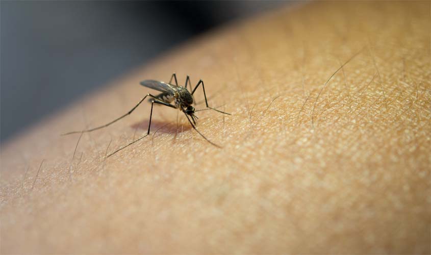 Casos de dengue aumentam no Brasil; saiba como evitar o mosquito!