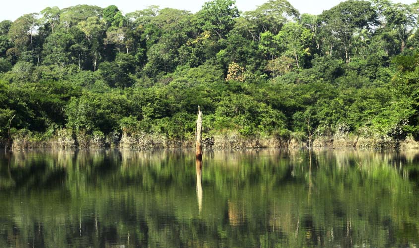 Manutenção de estoques florestais como estratégia para a redução do aquecimento global é discutido pelo Governo de Rondônia na COP 28