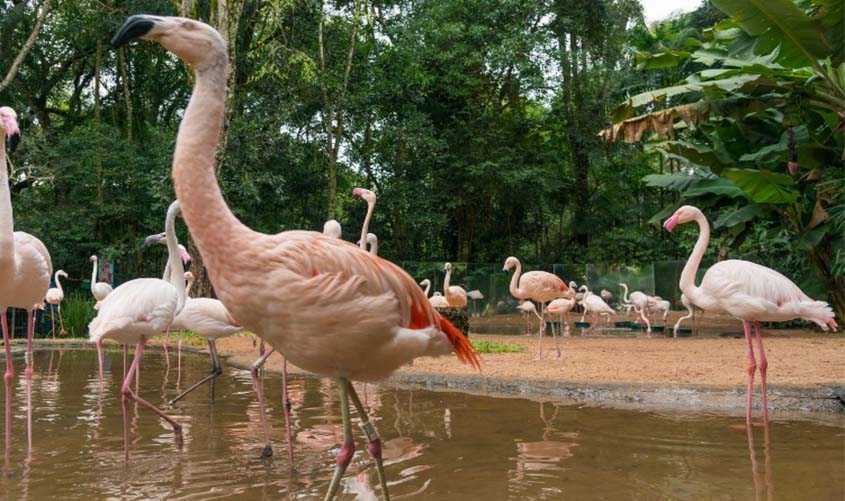 Parque das Aves, em Foz do Iguaçu, bate recorde de visitação em 2019