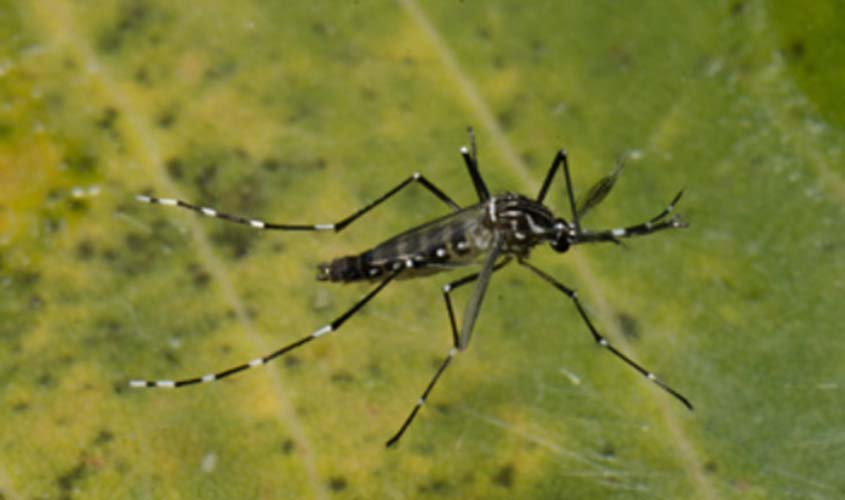 Saiba como evitar o mosquito da dengue, Zika e chikungunya 