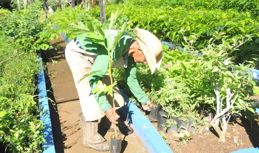 Prefeitura atende pedidos da população e amplia plantio de mudas em Porto Velho