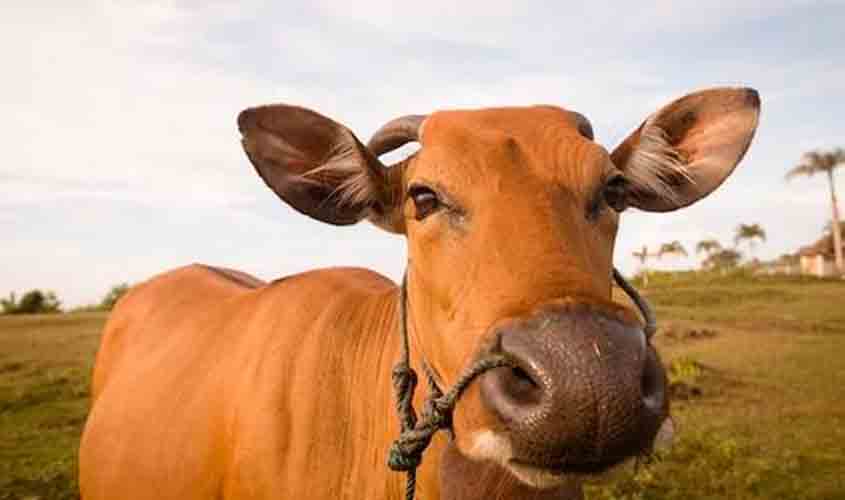 Boi gordo em estabilidade a R$ 324,60