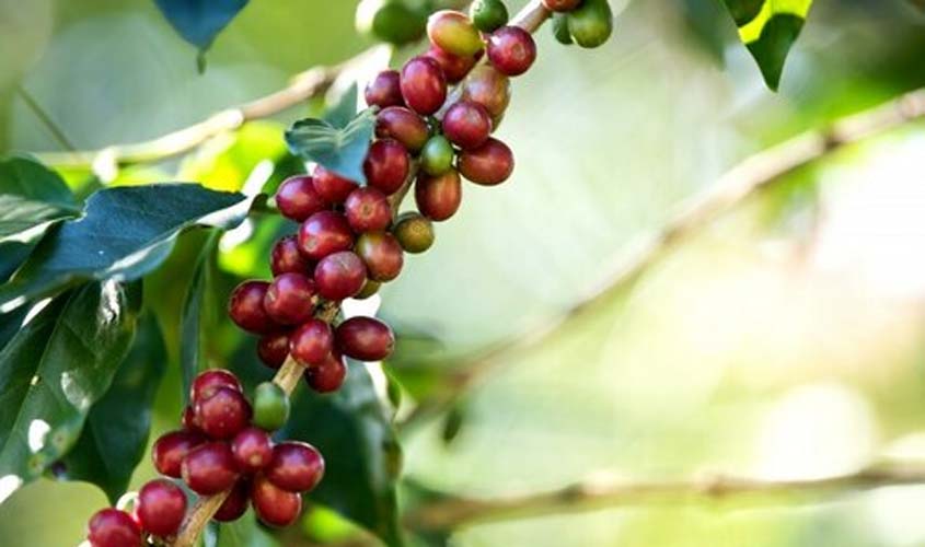 Café arábica segue com tendência de queda