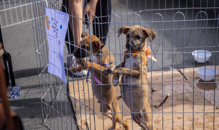 Evento do Dia das Mães terá adoção animal e castração na capital
