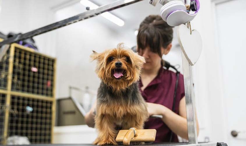 Cuidados essenciais contra parasitas em pets