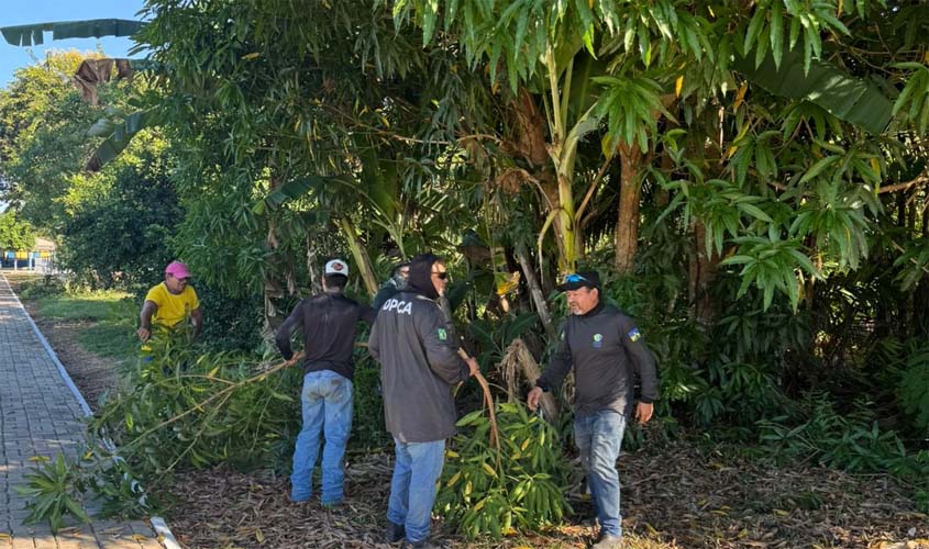 Poda de árvores avança em Calama e Demarcação
