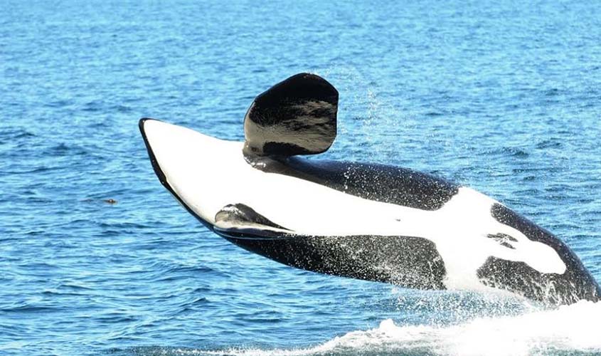 Canadá proíbe manter golfinhos, baleias e botos em cativeiro