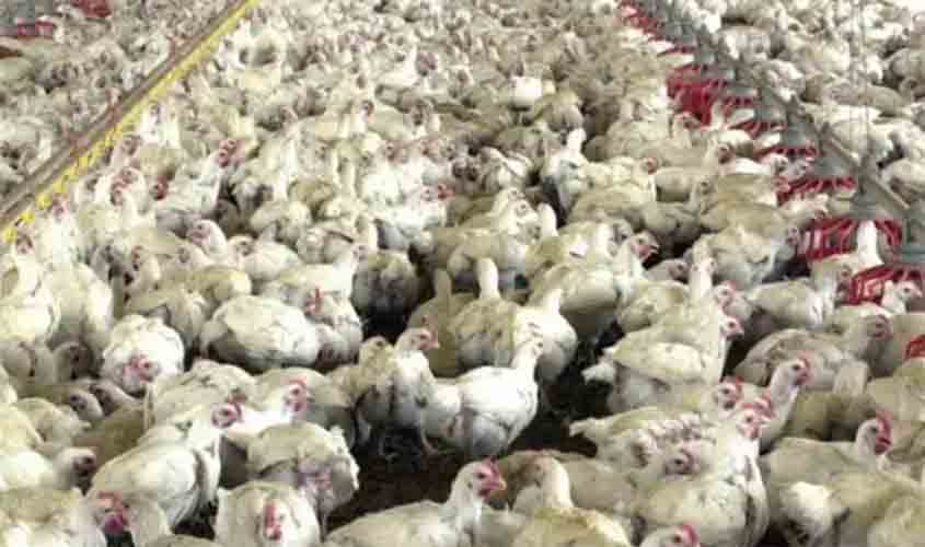 Preços do frango permaneceram estáveis no último fechamento