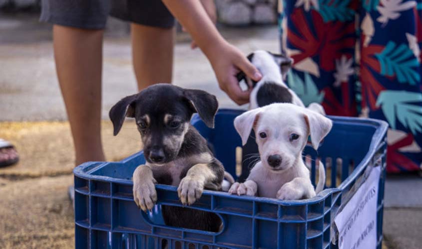 Feira de adoção de cães e gatos acontece no próximo sábado (12) na Praça CEU