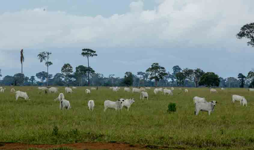 Unidades da Idaron iniciam inquérito epidemiológico que avaliará prevalência da brucelose e tuberculose bovina no estado