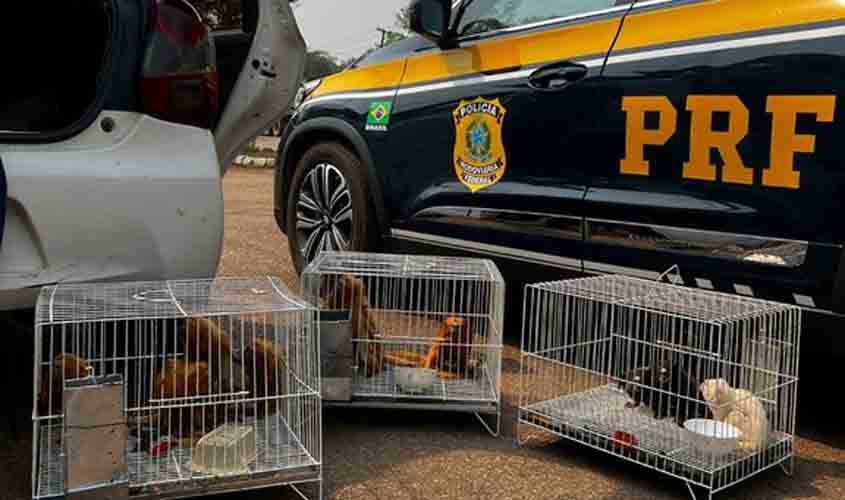 PRF resgata animais silvestres ameaçados de extinção em Porto Velho/RO