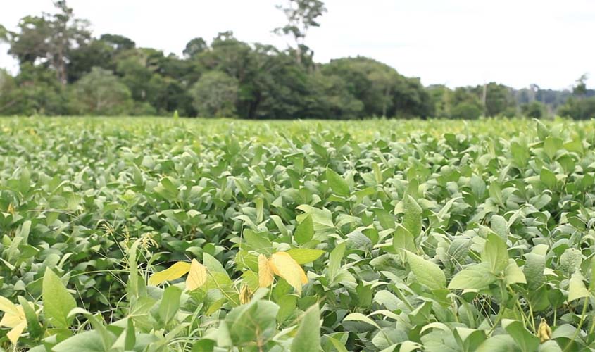 Idaron alerta que período de semeadura da soja no Estado inicia nesta segunda-feira