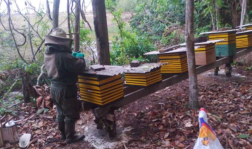 Apicultura e Meliponicultura fortalecem a agricultura familiar em Porto Velho