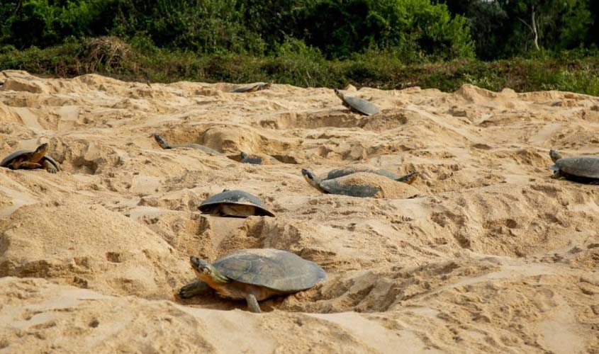 Eclosão de tartarugas no rio Guaporé ocorre em dezembro; fiscalização atua para combater ilícitos ambientais