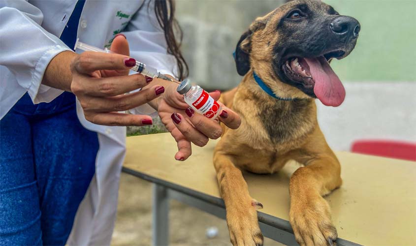UVZ reforça importância da vacinação antirrábica em cães e gatos