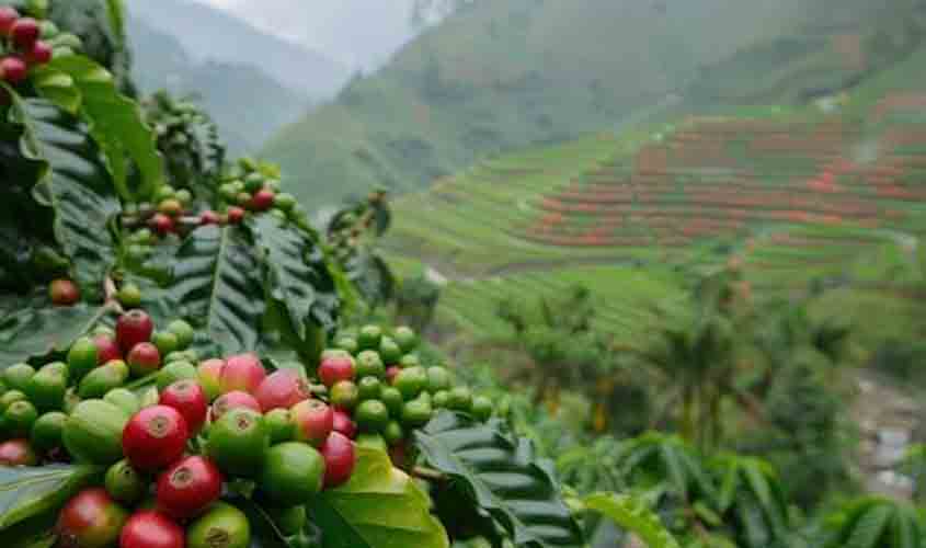 Semana começa em baixa para o café