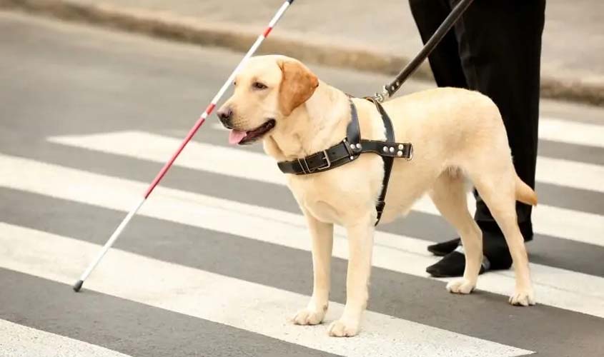 Prefeitura inicia consulta sobre lei do cão-guia