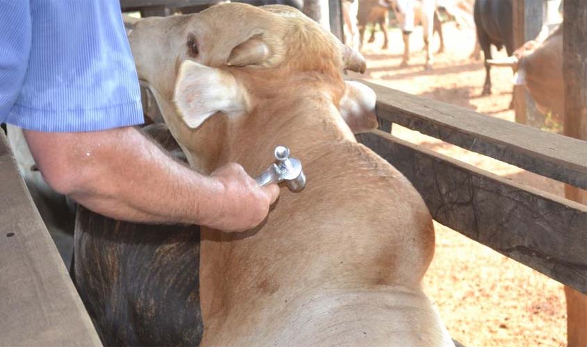 Pecuaristas têm mais uma semana para vacinarem rebanho contra febre aftosa em Rondônia