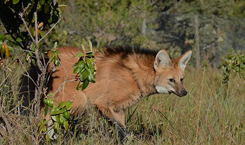 Resgatada, loba-guará volta à natureza