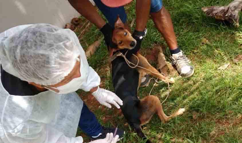 Vacinação antirrábica para cães e gatos continua sendo realizada em Porto Velho