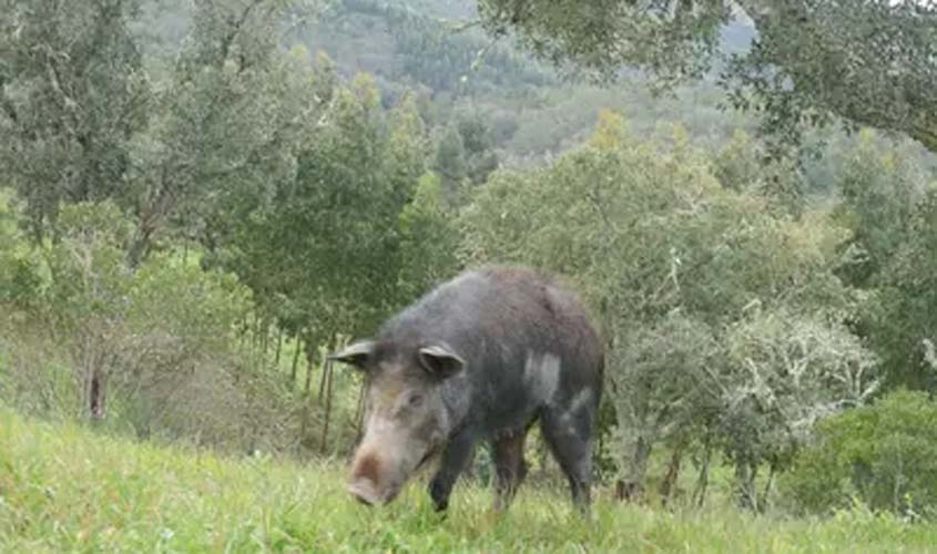 Produtores relatam problemas com javalis invasores