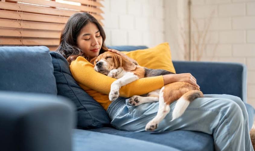 O que atrai pulgas e carrapatos em casa e como prevenir