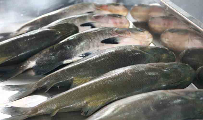 Programa 'Peixe Saudável' garante maior qualidade do pescado rondoniense para os mercados nacional e internacional