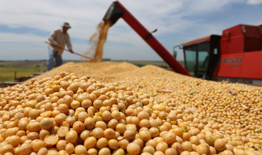 Produção de grãos deverá atingir 2,31 milhões de toneladas